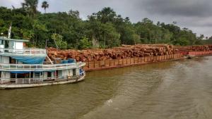 notícia: Fiscalização da Semas apreende 1.500 m³ de madeira em Barcarena