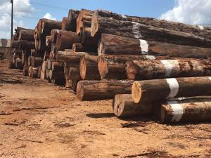 notícia: Semas apreende mais de 6.000m³ de madeira em Nova Esperança do Piriá
