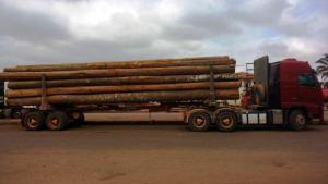 notícia: Operação apreende madeira transportada de forma irregular no interior do estado
