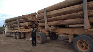 notícia: Operação integrada apreende madeira ilegal em Jacundá e Goianésia do Pará