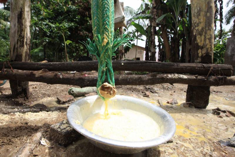 O dia começa cedo para a família do agricultor Adilson dos Santos, 33 anos. Produtores de mandioca da comunidade quilombola Boa Vista do Itá, de Santa Izabel do Pará, região metropolitana de Belém, eles são o retrato de uma tradição que vem se perpetuando por gerações e garantindo na mesa dos paraenses o produto que é a base alimentar do Estado. Do plantio ao beneficiamento, o lavrador herdou do pai a cultura que hoje é a principal fonte de renda da vila, onde vivem cerca de 50 famílias. No Pará, 96% da mandioca produzida vem da agricultura familiar. “Mandioca é pop, mandioca é tudo”, brinca Adilson. Ele está certo. Os produtos derivados da planta são diversos e ajudam a compor alguns dos pratos típicos mais conhecidos da região. Quase onipresente na mesa do paraense, a farinha é, muitas vezes, o alimento principal, nos sete dias da semana. Mas para chegar até as nossas casas, é preciso muito esforço e dedicação, aliado ao emprego de pesquisa e investimentos cada vez maiores do poder público. O conhecimento empírico do homem do campo hoje recebe o apoio de novas tecnologias e técnicas de plantio, que resultam em mais qualidade e produtividade.

FOTO: MÁCIO FERREIRA / AG PARÁ
DATA: 25.02.2018
SANTA IZABEL DO PARÁ
 <div class='credito_fotos'>Foto: MÁCIO FERREIRA/ AG. PARÁ   |   <a href='/midias/2018/originais/080b76c4-1c4c-4745-ac50-893ca6007318.jpg' download><i class='fa-solid fa-download'></i> Download</a></div>