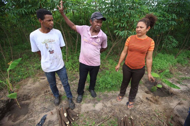 O dia começa cedo para a família do agricultor Adilson dos Santos, 33 anos. Produtores de mandioca da comunidade quilombola Boa Vista do Itá, de Santa Izabel do Pará, região metropolitana de Belém, eles são o retrato de uma tradição que vem se perpetuando por gerações e garantindo na mesa dos paraenses o produto que é a base alimentar do Estado. Do plantio ao beneficiamento, o lavrador herdou do pai a cultura que hoje é a principal fonte de renda da vila, onde vivem cerca de 50 famílias. No Pará, 96% da mandioca produzida vem da agricultura familiar. “Mandioca é pop, mandioca é tudo”, brinca Adilson. Ele está certo. Os produtos derivados da planta são diversos e ajudam a compor alguns dos pratos típicos mais conhecidos da região. Quase onipresente na mesa do paraense, a farinha é, muitas vezes, o alimento principal, nos sete dias da semana. Mas para chegar até as nossas casas, é preciso muito esforço e dedicação, aliado ao emprego de pesquisa e investimentos cada vez maiores do poder público. O conhecimento empírico do homem do campo hoje recebe o apoio de novas tecnologias e técnicas de plantio, que resultam em mais qualidade e produtividade. Na foto, o agricultor Adilson dos Santos (e), 33 anos, o pai Antônio (c) e Raimunda do carmo.

FOTO: MÁCIO FERREIRA / AG PARÁ
DATA: 25.02.2018
SANTA IZABEL DO PARÁ
 <div class='credito_fotos'>Foto: MÁCIO FERREIRA/ AG. PARÁ   |   <a href='/midias/2018/originais/0893e3fb-3f65-4cd5-947b-75f16d481e87.jpg' download><i class='fa-solid fa-download'></i> Download</a></div>