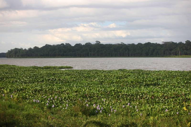 Este é o mais importante projeto de preservação da biodiversidade na Região Metropolitana de Belém e consiste em uma unidade de conservação criada em 1993 para preservar ecossistemas e mananciais lá guardados - como os lagos Bolonha e Água Preta, que abastecem cerca de 70% da população de Belém.

FOTO: IGOR BRANDÃO / AG. PARÁ
DATA: 03.03.2018
BELÉM - PARÁ <div class='credito_fotos'>Foto: IGOR BRANDÃO / AG. PARÁ   |   <a href='/midias/2018/originais/0fa91019-d32c-4f9d-8d8f-23aba538e934.jpg' download><i class='fa-solid fa-download'></i> Download</a></div>
