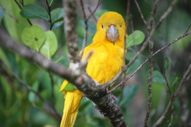 O Parque Estadual do Utinga (PEUt) o mais importante espaço de preservação e estudo da biodiversidade dentro da Região Metropolitana de Belém será reaberto à população a partir desta sexta,16, a partir das 16h30, com apresentações artísticas, com o Boi Veludinho, crianças do Pro Paz e a premiada Orquestra Sinfônica do Theatro da Paz. A apresentação será em um espaço ao ar livre e não será necessária a retirada de ingressos, por esse motivo, a recomendação é que o público chegue cedo, porque a entrada será fechada quando o espaço estiver lotado. No sábado, será realizada uma grande caminhada, a partir das 8 horas, com paradas para informações educativas sobre a fauna, flora e sobre os novos espaços. Por conta da grande quantidade de pessoas, incluindo crianças e idosos, o Corpo de Bombeiros recomendou e, a organização do evento acatou, a necessidade de se evitar durante a manhã do sábado o trânsito de veículos sobre rodas, como carros, bicicletas, skates e patins. Depois das 12 horas e durante todo o funcionamento do parque, a entrada e o uso por praticantes desta modalidade está completamente liberada. No domingo, o parque abrirá às 5h30 e funcionará até as 17h, assim como nos outros dias, de segunda a segunda. As atividades de manutenção do espaço vão requerer que o parque seja fechado para acesso ao público eventualmente, mas essas datas serão definidas de acordo com a demanda. 

FOTO: THIAGO GOMES / AG PARÁ
DATA: 15.03.2018
BELÉM - PARÁ <div class='credito_fotos'>Foto: Thiago Gomes /Ag. Pará   |   <a href='/midias/2018/originais/125ff5a2-a7d7-432c-aa6d-13549f38a088.jpg' download><i class='fa-solid fa-download'></i> Download</a></div>