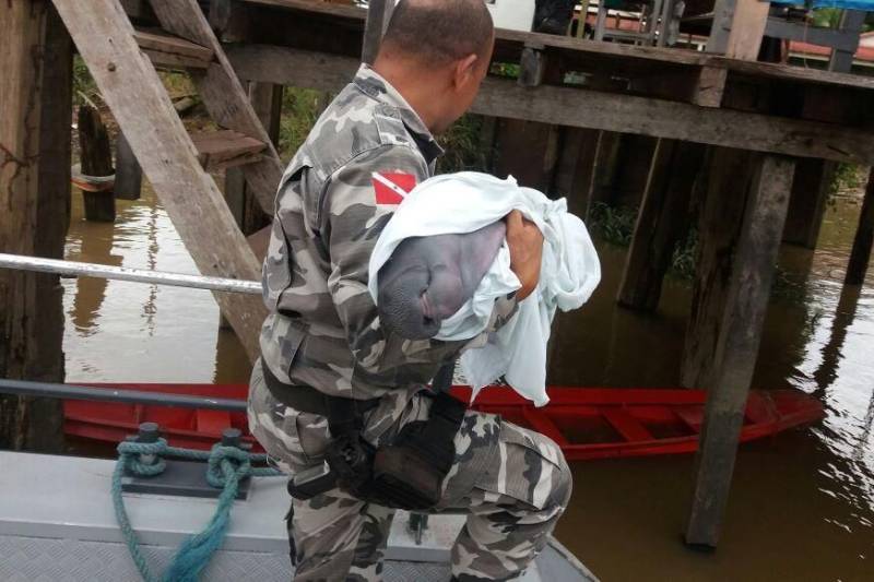 Um filhote fêmea de peixe-boi, já batizada de Neguinha, foi resgatada depois de encalhar em uma praia na ilha dos Pombos e levada por uma pescadora para a ilha da Conceição, também no município de Limoeiro do Ajuru, na região Tocantins.

FOTO: ASCOM SEMAS
DATA: 26.04.2018
LIMOEIRO DO AJURU - PARÁ <div class='credito_fotos'>Foto: ASCOM SEMAS   |   <a href='/midias/2018/originais/192f73ec-da0f-40cf-b2cd-8e63799e0d90.jpg' download><i class='fa-solid fa-download'></i> Download</a></div>