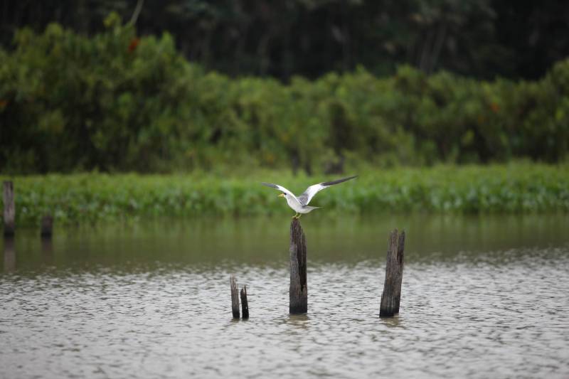 O Parque Estadual do Utinga (PEUt) o mais importante espaço de preservação e estudo da biodiversidade dentro da Região Metropolitana de Belém será reaberto à população a partir desta sexta,16, a partir das 16h30, com apresentações artísticas, com o Boi Veludinho, crianças do Pro Paz e a premiada Orquestra Sinfônica do Theatro da Paz. A apresentação será em um espaço ao ar livre e não será necessária a retirada de ingressos, por esse motivo, a recomendação é que o público chegue cedo, porque a entrada será fechada quando o espaço estiver lotado.

FOTO: THIAGO GOMES / AG. PARÁ
DATA: 16.03.2018
BELÉM - PARÁ <div class='credito_fotos'>Foto: Thiago Gomes /Ag. Pará   |   <a href='/midias/2018/originais/3e9d7b1b-813a-46dd-ab02-d9a7a504667f.jpg' download><i class='fa-solid fa-download'></i> Download</a></div>