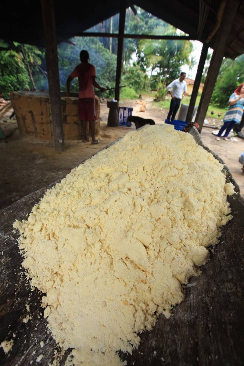 O dia começa cedo para a família do agricultor Adilson dos Santos, 33 anos. Produtores de mandioca da comunidade quilombola Boa Vista do Itá, de Santa Izabel do Pará, região metropolitana de Belém, eles são o retrato de uma tradição que vem se perpetuando por gerações e garantindo na mesa dos paraenses o produto que é a base alimentar do Estado. Do plantio ao beneficiamento, o lavrador herdou do pai a cultura que hoje é a principal fonte de renda da vila, onde vivem cerca de 50 famílias. No Pará, 96% da mandioca produzida vem da agricultura familiar. “Mandioca é pop, mandioca é tudo”, brinca Adilson. Ele está certo. Os produtos derivados da planta são diversos e ajudam a compor alguns dos pratos típicos mais conhecidos da região. Quase onipresente na mesa do paraense, a farinha é, muitas vezes, o alimento principal, nos sete dias da semana. Mas para chegar até as nossas casas, é preciso muito esforço e dedicação, aliado ao emprego de pesquisa e investimentos cada vez maiores do poder público. O conhecimento empírico do homem do campo hoje recebe o apoio de novas tecnologias e técnicas de plantio, que resultam em mais qualidade e produtividade.

FOTO: MÁCIO FERREIRA / AG PARÁ
DATA: 25.02.2018
SANTA IZABEL DO PARÁ
 <div class='credito_fotos'>Foto: MÁCIO FERREIRA/ AG. PARÁ   |   <a href='/midias/2018/originais/3facf826-fce1-43d5-8405-6332c8cda193.jpg' download><i class='fa-solid fa-download'></i> Download</a></div>