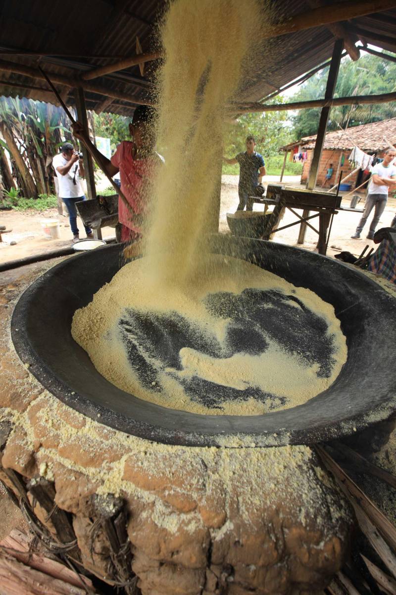 O dia começa cedo para a família do agricultor Adilson dos Santos, 33 anos. Produtores de mandioca da comunidade quilombola Boa Vista do Itá, de Santa Izabel do Pará, região metropolitana de Belém, eles são o retrato de uma tradição que vem se perpetuando por gerações e garantindo na mesa dos paraenses o produto que é a base alimentar do Estado. Do plantio ao beneficiamento, o lavrador herdou do pai a cultura que hoje é a principal fonte de renda da vila, onde vivem cerca de 50 famílias. No Pará, 96% da mandioca produzida vem da agricultura familiar. “Mandioca é pop, mandioca é tudo”, brinca Adilson. Ele está certo. Os produtos derivados da planta são diversos e ajudam a compor alguns dos pratos típicos mais conhecidos da região. Quase onipresente na mesa do paraense, a farinha é, muitas vezes, o alimento principal, nos sete dias da semana. Mas para chegar até as nossas casas, é preciso muito esforço e dedicação, aliado ao emprego de pesquisa e investimentos cada vez maiores do poder público. O conhecimento empírico do homem do campo hoje recebe o apoio de novas tecnologias e técnicas de plantio, que resultam em mais qualidade e produtividade.

FOTO: MÁCIO FERREIRA / AG PARÁ
DATA: 25.02.2018
SANTA IZABEL DO PARÁ
 <div class='credito_fotos'>Foto: MÁCIO FERREIRA/ AG. PARÁ   |   <a href='/midias/2018/originais/58e7268d-f095-4309-b421-8118dba6d627.jpg' download><i class='fa-solid fa-download'></i> Download</a></div>