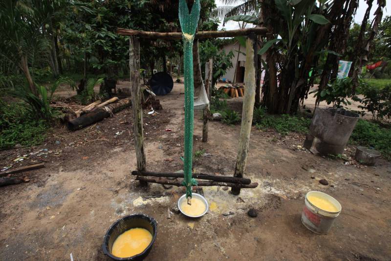 O dia começa cedo para a família do agricultor Adilson dos Santos, 33 anos. Produtores de mandioca da comunidade quilombola Boa Vista do Itá, de Santa Izabel do Pará, região metropolitana de Belém, eles são o retrato de uma tradição que vem se perpetuando por gerações e garantindo na mesa dos paraenses o produto que é a base alimentar do Estado. Do plantio ao beneficiamento, o lavrador herdou do pai a cultura que hoje é a principal fonte de renda da vila, onde vivem cerca de 50 famílias. No Pará, 96% da mandioca produzida vem da agricultura familiar. “Mandioca é pop, mandioca é tudo”, brinca Adilson. Ele está certo. Os produtos derivados da planta são diversos e ajudam a compor alguns dos pratos típicos mais conhecidos da região. Quase onipresente na mesa do paraense, a farinha é, muitas vezes, o alimento principal, nos sete dias da semana. Mas para chegar até as nossas casas, é preciso muito esforço e dedicação, aliado ao emprego de pesquisa e investimentos cada vez maiores do poder público. O conhecimento empírico do homem do campo hoje recebe o apoio de novas tecnologias e técnicas de plantio, que resultam em mais qualidade e produtividade.

FOTO: MÁCIO FERREIRA / AG PARÁ
DATA: 25.02.2018
SANTA IZABEL DO PARÁ
 <div class='credito_fotos'>Foto: MÁCIO FERREIRA/ AG. PARÁ   |   <a href='/midias/2018/originais/79d60f47-22c5-4ff1-b9b3-0b0663806916.jpg' download><i class='fa-solid fa-download'></i> Download</a></div>