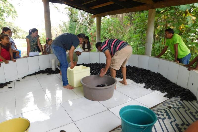 Mais de 2200 filhotes de tracajás e de tartarugas-da-amazônia foram soltos à beira do rio Araguaia na primeira semana de maio. A soltura foi realizada pela Gerência da Região Administrativa do Araguaia (GRA) do Instituto de Desenvolvimento Florestal e da Biodiversidade (Ideflor-bio), em parceira com o Instituto Ambiental Xambioá (IAX), no município de São Geraldo do Araguaia, no sudeste do Pará, e representou cerca 52% dos ovos de quelônios que foram resgatados em ações das instituições em 2017.

FOTO: ASCOM IDEFLOR-BIO
DATA: 08.05.2018
SÃO GERALDO DO ARAGUAIA - PARÁ <div class='credito_fotos'>Foto: ASCOM SEMAS   |   <a href='/midias/2018/originais/7be99a60-bb56-4e4e-8606-0bfde2a8d375.jpg' download><i class='fa-solid fa-download'></i> Download</a></div>