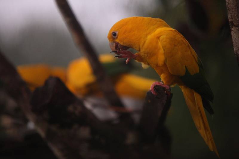 O Parque Estadual do Utinga (PEUt) o mais importante espaço de preservação e estudo da biodiversidade dentro da Região Metropolitana de Belém será reaberto à população a partir desta sexta,16, a partir das 16h30, com apresentações artísticas, com o Boi Veludinho, crianças do Pro Paz e a premiada Orquestra Sinfônica do Theatro da Paz. A apresentação será em um espaço ao ar livre e não será necessária a retirada de ingressos, por esse motivo, a recomendação é que o público chegue cedo, porque a entrada será fechada quando o espaço estiver lotado. No sábado, será realizada uma grande caminhada, a partir das 8 horas, com paradas para informações educativas sobre a fauna, flora e sobre os novos espaços. Por conta da grande quantidade de pessoas, incluindo crianças e idosos, o Corpo de Bombeiros recomendou e, a organização do evento acatou, a necessidade de se evitar durante a manhã do sábado o trânsito de veículos sobre rodas, como carros, bicicletas, skates e patins. Depois das 12 horas e durante todo o funcionamento do parque, a entrada e o uso por praticantes desta modalidade está completamente liberada. No domingo, o parque abrirá às 5h30 e funcionará até as 17h, assim como nos outros dias, de segunda a segunda. As atividades de manutenção do espaço vão requerer que o parque seja fechado para acesso ao público eventualmente, mas essas datas serão definidas de acordo com a demanda. 

FOTO: THIAGO GOMES / AG PARÁ
DATA: 15.03.2018
BELÉM - PARÁ <div class='credito_fotos'>Foto: Thiago Gomes /Ag. Pará   |   <a href='/midias/2018/originais/8810d520-55be-4f6a-ac30-084f9e386d88.jpg' download><i class='fa-solid fa-download'></i> Download</a></div>