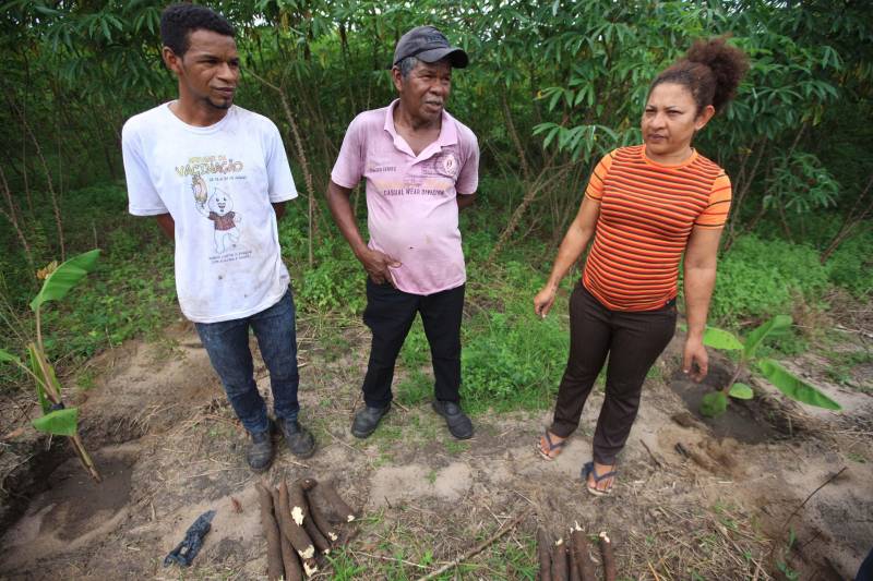 O dia começa cedo para a família do agricultor Adilson dos Santos, 33 anos. Produtores de mandioca da comunidade quilombola Boa Vista do Itá, de Santa Izabel do Pará, região metropolitana de Belém, eles são o retrato de uma tradição que vem se perpetuando por gerações e garantindo na mesa dos paraenses o produto que é a base alimentar do Estado. Do plantio ao beneficiamento, o lavrador herdou do pai a cultura que hoje é a principal fonte de renda da vila, onde vivem cerca de 50 famílias. No Pará, 96% da mandioca produzida vem da agricultura familiar. “Mandioca é pop, mandioca é tudo”, brinca Adilson. Ele está certo. Os produtos derivados da planta são diversos e ajudam a compor alguns dos pratos típicos mais conhecidos da região. Quase onipresente na mesa do paraense, a farinha é, muitas vezes, o alimento principal, nos sete dias da semana. Mas para chegar até as nossas casas, é preciso muito esforço e dedicação, aliado ao emprego de pesquisa e investimentos cada vez maiores do poder público. O conhecimento empírico do homem do campo hoje recebe o apoio de novas tecnologias e técnicas de plantio, que resultam em mais qualidade e produtividade. Na foto, o agricultor Adilson dos Santos (e), 33 anos, o pai Antônio (c) e Raimunda do carmo.

FOTO: MÁCIO FERREIRA / AG PARÁ
DATA: 25.02.2018
SANTA IZABEL DO PARÁ
 <div class='credito_fotos'>Foto: MÁCIO FERREIRA/ AG. PARÁ   |   <a href='/midias/2018/originais/9029b3da-1b0b-4d9c-bdbd-87e5a822fcc5.jpg' download><i class='fa-solid fa-download'></i> Download</a></div>