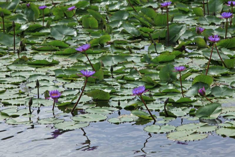 O Parque Estadual do Utinga (PEUt) o mais importante espaço de preservação e estudo da biodiversidade dentro da Região Metropolitana de Belém será reaberto à população a partir desta sexta,16, a partir das 16h30, com apresentações artísticas, com o Boi Veludinho, crianças do Pro Paz e a premiada Orquestra Sinfônica do Theatro da Paz. A apresentação será em um espaço ao ar livre e não será necessária a retirada de ingressos, por esse motivo, a recomendação é que o público chegue cedo, porque a entrada será fechada quando o espaço estiver lotado. 

FOTO: MÁCIO FERREIRA / AG PARÁ 
DATA: 16.03.2018 
BELÉM - PARÁ <div class='credito_fotos'>Foto: MÁCIO FERREIRA/ AG. PARÁ   |   <a href='/midias/2018/originais/9d15cbf7-ec48-46eb-b580-a90dfce2c7d4.jpg' download><i class='fa-solid fa-download'></i> Download</a></div>