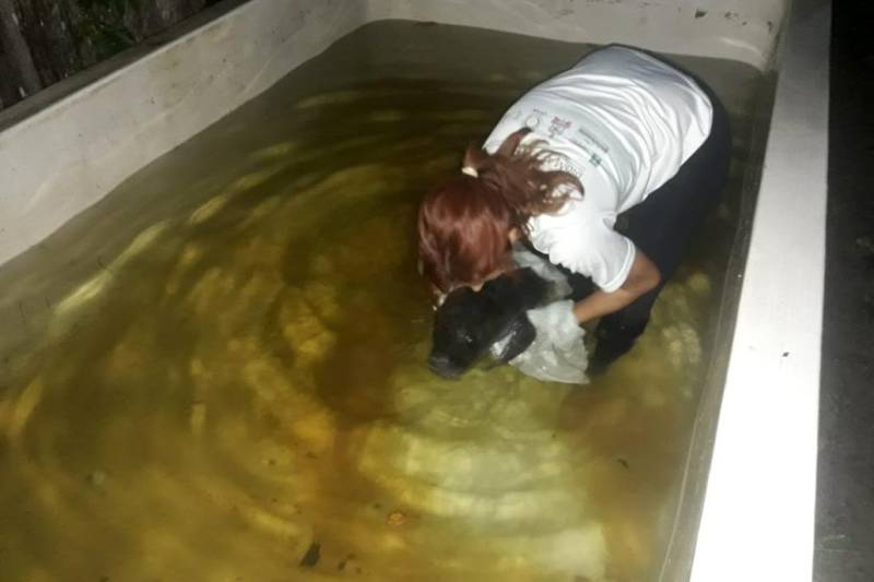Um filhote fêmea de peixe-boi, já batizada de Neguinha, foi resgatada depois de encalhar em uma praia na ilha dos Pombos e levada por uma pescadora para a ilha da Conceição, também no município de Limoeiro do Ajuru, na região Tocantins.

FOTO: ASCOM SEMAS
DATA: 26.04.2018
BELÉM - PARÁ <div class='credito_fotos'>Foto: ASCOM SEMAS   |   <a href='/midias/2018/originais/aca2adff-6d87-4ca2-b82f-5e22bd2d0f15.jpg' download><i class='fa-solid fa-download'></i> Download</a></div>