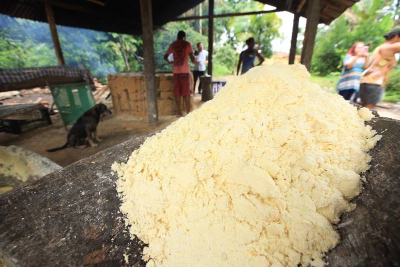 O dia começa cedo para a família do agricultor Adilson dos Santos, 33 anos. Produtores de mandioca da comunidade quilombola Boa Vista do Itá, de Santa Izabel do Pará, região metropolitana de Belém, eles são o retrato de uma tradição que vem se perpetuando por gerações e garantindo na mesa dos paraenses o produto que é a base alimentar do Estado. Do plantio ao beneficiamento, o lavrador herdou do pai a cultura que hoje é a principal fonte de renda da vila, onde vivem cerca de 50 famílias. No Pará, 96% da mandioca produzida vem da agricultura familiar. “Mandioca é pop, mandioca é tudo”, brinca Adilson. Ele está certo. Os produtos derivados da planta são diversos e ajudam a compor alguns dos pratos típicos mais conhecidos da região. Quase onipresente na mesa do paraense, a farinha é, muitas vezes, o alimento principal, nos sete dias da semana. Mas para chegar até as nossas casas, é preciso muito esforço e dedicação, aliado ao emprego de pesquisa e investimentos cada vez maiores do poder público. O conhecimento empírico do homem do campo hoje recebe o apoio de novas tecnologias e técnicas de plantio, que resultam em mais qualidade e produtividade.

FOTO: MÁCIO FERREIRA / AG PARÁ
DATA: 25.02.2018
SANTA IZABEL DO PARÁ
 <div class='credito_fotos'>Foto: MÁCIO FERREIRA/ AG. PARÁ   |   <a href='/midias/2018/originais/bde6e0b7-ef60-45f8-8765-ef768a07f694.jpg' download><i class='fa-solid fa-download'></i> Download</a></div>