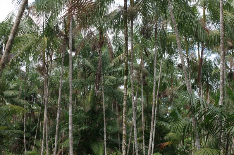 Mais de 300 produtores compareceram à arena Bira's, em Igarapé-Miri, no nordeste paraense, na manhã de quinta-feira (15), em busca de informações sobre crédito, qualificação profissional, regularização fundiária e cadeia produtiva. O público foi atendido pela "Caravana Pará 2030 - Igarapé-Miri", promovida pelo governo do Estado, que levou ao município os serviços de várias secretarias, bancos e instituições ligadas à produção e à intermediação de negócios.

FOTO: RODOLFO OLIVEIRA / AG. PARÁ
DATA: 16.03.2018
IGARAPÉ-MIRI - PARÁ <div class='credito_fotos'>Foto: Rodolfo Oliveira/Ag. Pará   |   <a href='/midias/2018/originais/bfba9c1c-7cf0-4641-8c9c-68d9c5be433f.jpg' download><i class='fa-solid fa-download'></i> Download</a></div>