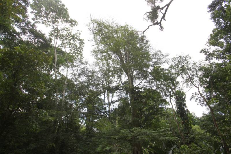 A floresta amazônica abriga aproximadamente 30 milhões espécies de vegetais, dentre esses as de maior destaque são a castanheira, a seringueira, o cacaueiro e um dos símbolos da Amazônia, a vitória-régia. No Parque Estadual do Utinga (Peut) -reaberto ao público pelo governo do Estado nos próximos dias 16 e 17 de março – em uma área de 1.393,088 hectares, é possível encontrar representantes dessas mesmas espécies. Criado para proporcionar um espaço de lazer à comunidade, o Peut é um verdadeiro laboratório desta biodiversidade. 

FOTO: IGOR BRANDÃO / AG PARÁ
DATA: 13.03.2018
BELÉM - PARÁ <div class='credito_fotos'>Foto: IGOR BRANDÃO / AG. PARÁ   |   <a href='/midias/2018/originais/cb3426a1-71f6-4040-a5f5-cbad5d480a8b.jpg' download><i class='fa-solid fa-download'></i> Download</a></div>