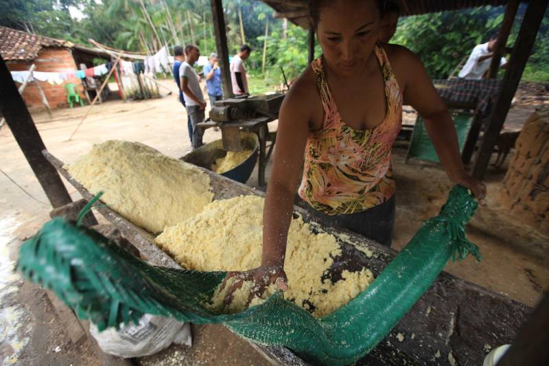 O dia começa cedo para a família do agricultor Adilson dos Santos, 33 anos. Produtores de mandioca da comunidade quilombola Boa Vista do Itá, de Santa Izabel do Pará, região metropolitana de Belém, eles são o retrato de uma tradição que vem se perpetuando por gerações e garantindo na mesa dos paraenses o produto que é a base alimentar do Estado. Do plantio ao beneficiamento, o lavrador herdou do pai a cultura que hoje é a principal fonte de renda da vila, onde vivem cerca de 50 famílias. No Pará, 96% da mandioca produzida vem da agricultura familiar. “Mandioca é pop, mandioca é tudo”, brinca Adilson. Ele está certo. Os produtos derivados da planta são diversos e ajudam a compor alguns dos pratos típicos mais conhecidos da região. Quase onipresente na mesa do paraense, a farinha é, muitas vezes, o alimento principal, nos sete dias da semana. Mas para chegar até as nossas casas, é preciso muito esforço e dedicação, aliado ao emprego de pesquisa e investimentos cada vez maiores do poder público. O conhecimento empírico do homem do campo hoje recebe o apoio de novas tecnologias e técnicas de plantio, que resultam em mais qualidade e produtividade. Na foto, Vilma dos Santos.

FOTO: MÁCIO FERREIRA / AG PARÁ
DATA: 25.02.2018
SANTA IZABEL DO PARÁ
 <div class='credito_fotos'>Foto: MÁCIO FERREIRA/ AG. PARÁ   |   <a href='/midias/2018/originais/cdea8b6e-d5c2-4a8e-bc6d-6c9f6093e055.jpg' download><i class='fa-solid fa-download'></i> Download</a></div>