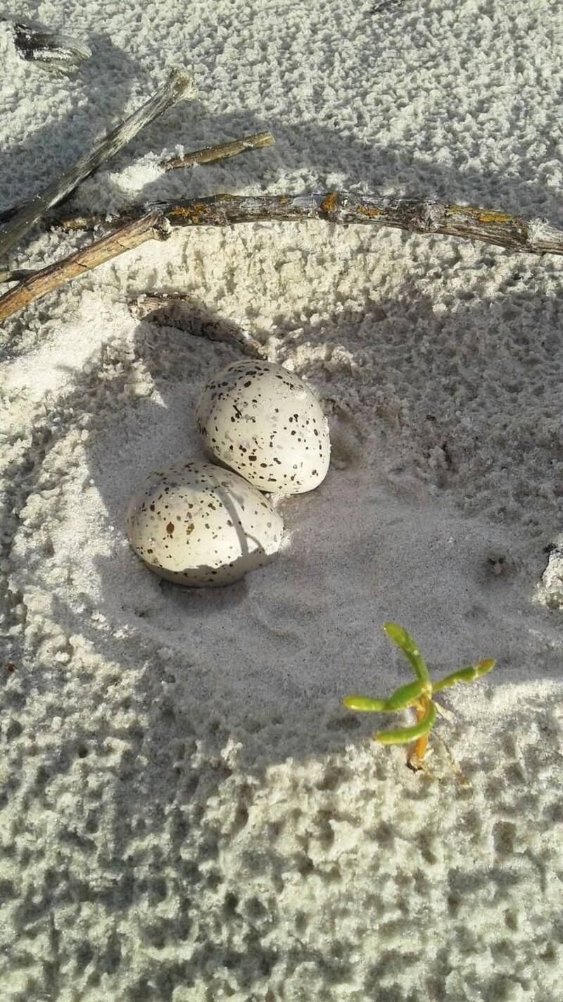 Cerca de 1.500 ovos de aves marinhas (foto) que começaram a desova em maio, na praia do Atalaia, em Salinópolis, ganharam um importante apoio neste final de semana, com o reforço da Zona de Exclusão de Veículos Automotores, uma das inovações da Operação Verão 2018, realizada pela Secretaria de Estado de Segurança Pública e Defesa Social (Segup). O santuário de ovos de gaivota é protegido pela Associação de Surf e Proteção Ambiental de Salinópolis, fundada em 2006 pelo local Antônio Paulo da Conceição, com o objetivo de proteger áreas ambientais e que hoje conta com 70 surfistas associados. Localizado após a área conhecida como pedral e onde esportistas praticam modalidades aquáticas, o santuário é cercado por bandeiras brancas, para mostrar que lá está um espaço ambiental e impedir curiosos, deixando os ovos mais seguros.

FOTO: ASCOM / SEGUP
DATA: 01.07.2018
SALINÓPOLIS - PARÁ <div class='credito_fotos'>Foto: Ascom Segup   |   <a href='/midias/2018/originais/d5b25daf-f5f6-4d59-9744-977725232e2f.jpg' download><i class='fa-solid fa-download'></i> Download</a></div>