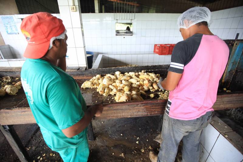 O dia começa cedo para a família do agricultor Adilson dos Santos, 33 anos. Produtores de mandioca da comunidade quilombola Boa Vista do Itá, de Santa Izabel do Pará, região metropolitana de Belém, eles são o retrato de uma tradição que vem se perpetuando por gerações e garantindo na mesa dos paraenses o produto que é a base alimentar do Estado. Do plantio ao beneficiamento, o lavrador herdou do pai a cultura que hoje é a principal fonte de renda da vila, onde vivem cerca de 50 famílias. No Pará, 96% da mandioca produzida vem da agricultura familiar. “Mandioca é pop, mandioca é tudo”, brinca Adilson. Ele está certo. Os produtos derivados da planta são diversos e ajudam a compor alguns dos pratos típicos mais conhecidos da região. Quase onipresente na mesa do paraense, a farinha é, muitas vezes, o alimento principal, nos sete dias da semana. Mas para chegar até as nossas casas, é preciso muito esforço e dedicação, aliado ao emprego de pesquisa e investimentos cada vez maiores do poder público. O conhecimento empírico do homem do campo hoje recebe o apoio de novas tecnologias e técnicas de plantio, que resultam em mais qualidade e produtividade.

FOTO: MÁCIO FERREIRA / AG PARÁ
DATA: 25.02.2018
SANTA IZABEL DO PARÁ
 <div class='credito_fotos'>Foto: MÁCIO FERREIRA/ AG. PARÁ   |   <a href='/midias/2018/originais/dce7ec43-0651-4d43-a6a9-f148d1210f7b.jpg' download><i class='fa-solid fa-download'></i> Download</a></div>