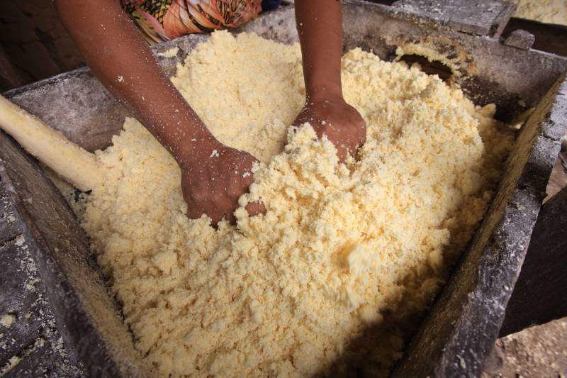 O dia começa cedo para a família do agricultor Adilson dos Santos, 33 anos. Produtores de mandioca da comunidade quilombola Boa Vista do Itá, de Santa Izabel do Pará, região metropolitana de Belém, eles são o retrato de uma tradição que vem se perpetuando por gerações e garantindo na mesa dos paraenses o produto que é a base alimentar do Estado. Do plantio ao beneficiamento, o lavrador herdou do pai a cultura que hoje é a principal fonte de renda da vila, onde vivem cerca de 50 famílias. No Pará, 96% da mandioca produzida vem da agricultura familiar. “Mandioca é pop, mandioca é tudo”, brinca Adilson. Ele está certo. Os produtos derivados da planta são diversos e ajudam a compor alguns dos pratos típicos mais conhecidos da região. Quase onipresente na mesa do paraense, a farinha é, muitas vezes, o alimento principal, nos sete dias da semana. Mas para chegar até as nossas casas, é preciso muito esforço e dedicação, aliado ao emprego de pesquisa e investimentos cada vez maiores do poder público. O conhecimento empírico do homem do campo hoje recebe o apoio de novas tecnologias e técnicas de plantio, que resultam em mais qualidade e produtividade.

FOTO: MÁCIO FERREIRA / AG PARÁ
DATA: 25.02.2018
SANTA IZABEL DO PARÁ
 <div class='credito_fotos'>Foto: MÁCIO FERREIRA/ AG. PARÁ   |   <a href='/midias/2018/originais/e50adddf-aaad-4014-b9f0-ca309f407828.jpg' download><i class='fa-solid fa-download'></i> Download</a></div>