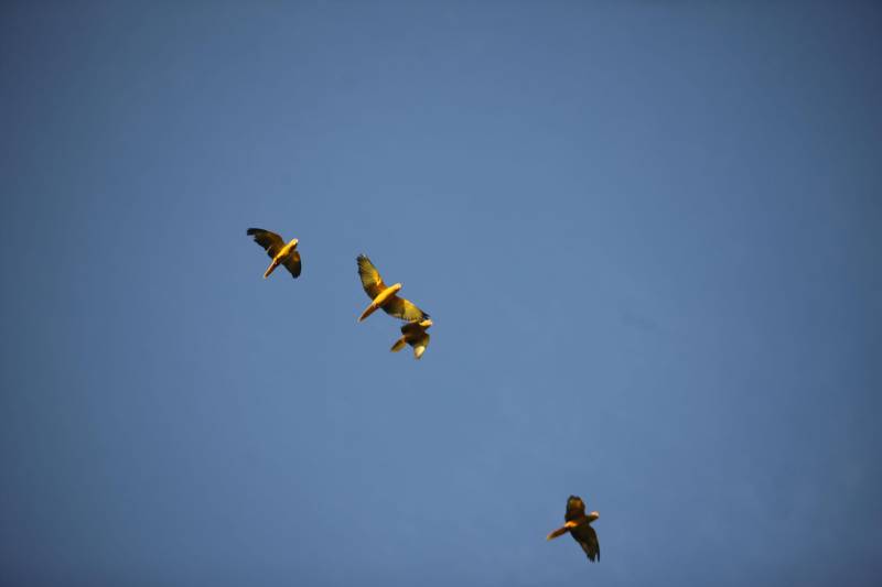 O Parque Estadual do Utinga (PEUt) o mais importante espaço de preservação e estudo da biodiversidade dentro da Região Metropolitana de Belém será reaberto à população a partir desta sexta,16, a partir das 16h30, com apresentações artísticas, com o Boi Veludinho, crianças do Pro Paz e a premiada Orquestra Sinfônica do Theatro da Paz. A apresentação será em um espaço ao ar livre e não será necessária a retirada de ingressos, por esse motivo, a recomendação é que o público chegue cedo, porque a entrada será fechada quando o espaço estiver lotado. No sábado, será realizada uma grande caminhada, a partir das 8 horas, com paradas para informações educativas sobre a fauna, flora e sobre os novos espaços. Por conta da grande quantidade de pessoas, incluindo crianças e idosos, o Corpo de Bombeiros recomendou e, a organização do evento acatou, a necessidade de se evitar durante a manhã do sábado o trânsito de veículos sobre rodas, como carros, bicicletas, skates e patins. Depois das 12 horas e durante todo o funcionamento do parque, a entrada e o uso por praticantes desta modalidade está completamente liberada. No domingo, o parque abrirá às 5h30 e funcionará até as 17h, assim como nos outros dias, de segunda a segunda. As atividades de manutenção do espaço vão requerer que o parque seja fechado para acesso ao público eventualmente, mas essas datas serão definidas de acordo com a demanda. 

FOTO: IGOR BRANDÃO / AG PARÁ
DATA: 15.03.2018
BELÉM - PARÁ <div class='credito_fotos'>Foto: IGOR BRANDÃO / AG. PARÁ   |   <a href='/midias/2018/originais/eaf0ec5a-e696-476a-a7e5-87752e5dd6a9.jpg' download><i class='fa-solid fa-download'></i> Download</a></div>