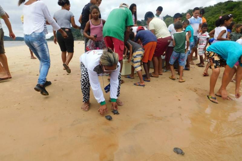 Mais de 2200 filhotes de tracajás e de tartarugas-da-amazônia foram soltos à beira do rio Araguaia na primeira semana de maio. A soltura foi realizada pela Gerência da Região Administrativa do Araguaia (GRA) do Instituto de Desenvolvimento Florestal e da Biodiversidade (Ideflor-bio), em parceira com o Instituto Ambiental Xambioá (IAX), no município de São Geraldo do Araguaia, no sudeste do Pará, e representou cerca 52% dos ovos de quelônios que foram resgatados em ações das instituições em 2017.

FOTO: ASCOM IDEFLOR-BIO
DATA: 08.05.2018
SÃO GERALDO DO ARAGUAIA - PARÁ <div class='credito_fotos'>Foto: ASCOM SEMAS   |   <a href='/midias/2018/originais/f132daeb-196b-467d-a7a9-284d4b13be0c.jpg' download><i class='fa-solid fa-download'></i> Download</a></div>