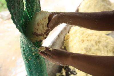 notícia: Congresso internacional divulga novas tecnologias para o cultivo da mandioca 