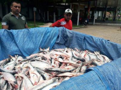 notícia: Fiscais apreendem toneladas de pescado no Rio Amazonas