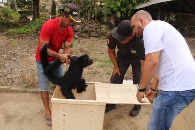 notícia: Animais silvestres são transportados de Capitão Poço para Marabá