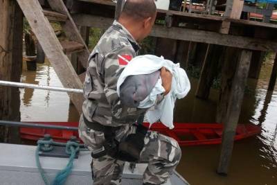 galeria: Filhote de peixe-boi é resgatado em Limoeiro do Ajuru