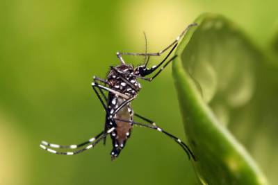 notícia: Sespa divulga informe sobre dengue, zika e chikungunya