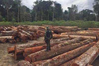 notícia: Fiscalização ambiental apreende madeira e equipamentos em pátios clandestinos