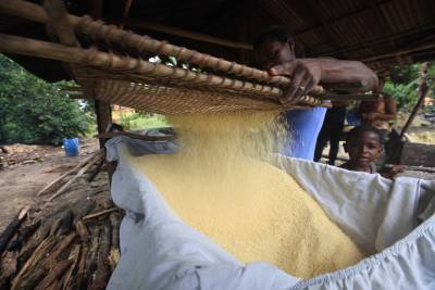 notícia: Agricultura familiar sustenta a produção de mandioca e a mesa do paraense
