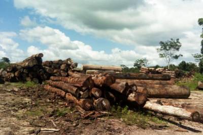 notícia: Fiscalização da Semas apreende madeira e interdita serrarias