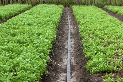notícia: Projeto Pará Produtivo beneficia cultivo de hortaliças