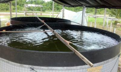 galeria: Projeto de piscicultura trata e reaproveita água dos tanques