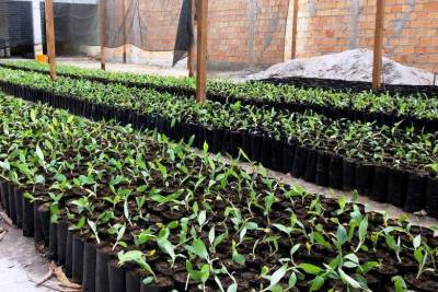 notícia: Sedap distribui cerca de 200 mil mudas e sementes de frutas