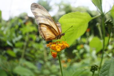 notícia: Teatrinho e voo das borboletas são atrações no domingo