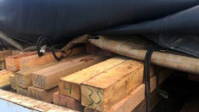 notícia: Semas e Polícia Civil apreendem madeira ilegal em Tailândia
