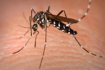 notícia: Pará registra redução de 91,05% nos casos de dengue