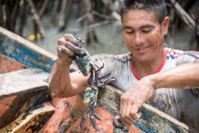 notícia: Websérie apresenta valor ecológico e cultural do caranguejo