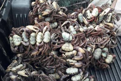 notícia: Fiscalização da Semas apreende dois mil caranguejos no período do defeso
