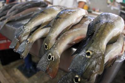 notícia: Feira do Pescado supera expectativas de vendas