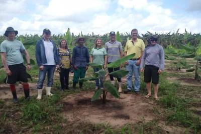 galeria: Programa Pará Produtivo desenvolve plantio de banana em Santo Antônio do Tauá
