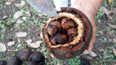 notícia: Produção de castanha-do-pará gera renda e fortalece bioeconomia em áreas protegidas