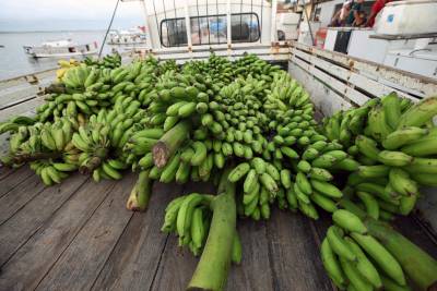notícia: Governo investe na produção de banana do nordeste paraense