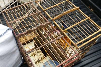 notícia: Demapa realiza campanha em prol de animais vítimas de maus-tratos e abandono 