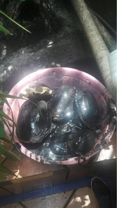 galeria: Polícia Civil resgata 57 animais da fauna silvestre mantidos em cativeiro em uma casa em Belém