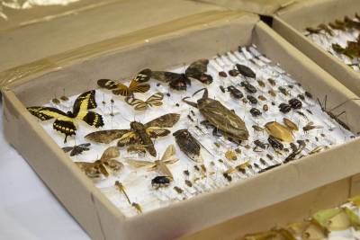 notícia: Uepa entrega mais de 500 espécimes de insetos ao acervo do Museu Nacional